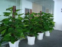 植物凈化室內環境污染時要注意四條原則