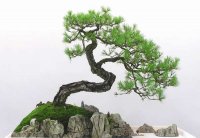 我國盆景藝術不斷創新和盆景材料日益豐富